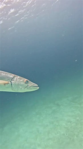 Barracuda allowing for some up-close and personal shots by @ian_haggerty_photography_ What's the biggest 'cuda you've ever seen? . . . . . . . . #Satfish #Satfish_Offshore #ReadTheWater #FishingMaps #FishingCharts #OffshoreFishing #DeepSeaFishing #Fishing #Sportfishing #Fisherman #Angler | SatFish