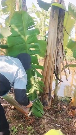 Banana Sucker Pruning | Proper Banana Tree Care