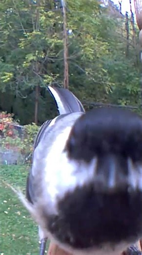 I find the curiosity and boldness of "our" chickadees is fascinating and adorable!! 🤓💜