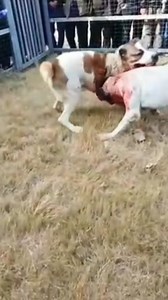 bully kutta vs central asian shepherd