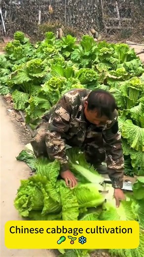 Chinese cabbage cultivation 🥬🌱❄️