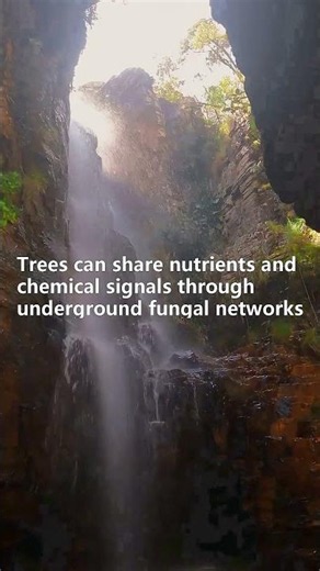 The Forest That Looks Alive