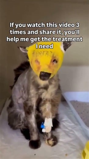 She has stitches on her side where they're taking skin. The vet quoted $350 to save her.