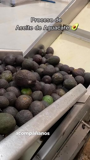 Proceso de Elaboración del Aceite de Aguacate en NBF