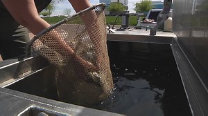 6.1K views · 38 reactions | We're working with Arizona Game and Fish to move many of the fish from Tempe Town Lake into a happier spot while we move the water out of the lake and finish the new dam system. The lake is expected to reopen April 30, depending on construction and weather. | City of Tempe Government | Facebook