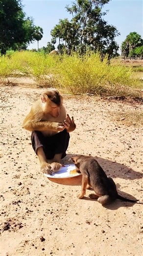 Monkeys are the most endearing and charming creatures ever | Amazing TV