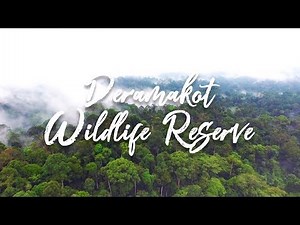 Deramakot Wildlife Reserve: paradise in the heart of Sabah, Borneo