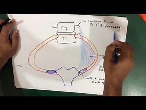 Suprapleural Membrane (Anatomy)