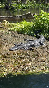 21K views · 273 reactions |  There is a reason why swimming isn’t...