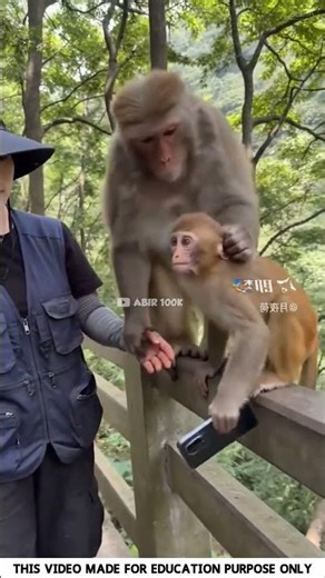 ~ Monkey caught the mobile thief monkey 🤯🤯 #shorts #facts #abir100k