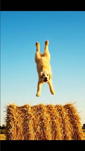 Check out this dogs amazing aerial acrobatics 🤯#DogJump #AnimalAnticsTV #ViralDog