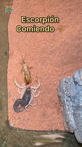 Escorpión Atrapando su Comida 🦂🦂🦂 #escorpiones | El Biologo X
