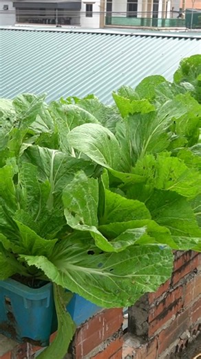 5.2K views · 58 reactions | Grow Clean Vegetables at Home in US & Europe for Family Use #Hoanggarden | T-Studio | Facebook