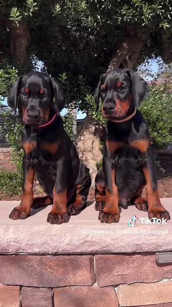 #dobermanpinscher #dobermanpuppy #dobermanlover #doberman #USA