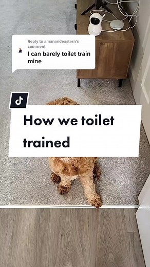 Effective Cockapoo Toilet Training Tips