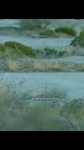 Animal Planet TV on Reels