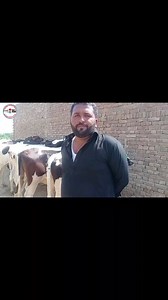 2.1K views · 63 reactions | Jatoi Bachri farm || Australian Friesian Jersey Bachria|| Fresh Rate Update||02 August 2023|| Reehan bachari farm||#dairycow #HFCOW #bigcow #cowforsale #cow #janwarmandi #pashumandi #Cowbaby #CowBabies #CowBabyPrice #Bachrian #Wachian #Calf #Heifers | Reehan bachri farm | Facebook