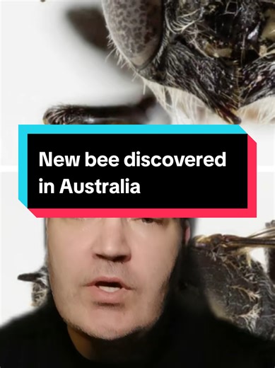 Is this the scariest bee in the world? 😱 Meet the Megachile lucifer – the newly discovered Australian native bee named for its devilish little horns! Found in Western Australia's Goldfields, this tiny insect is the first new member of its bee group in over 20 years. The female's distinctive horns inspired the name lucifer (Latin for