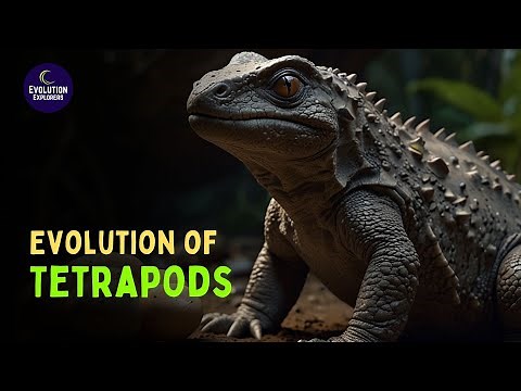 The Transition to Land: Evolution of Tetrapods | Human Evolution Documentary