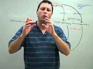 Angiosperm Life Cycle.wmv