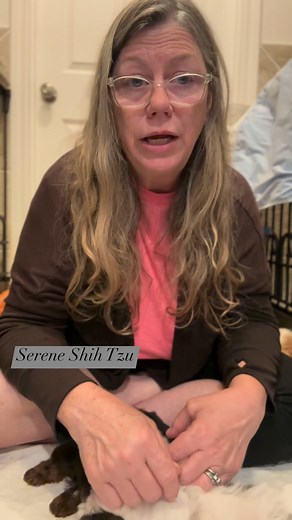 Introduction and info for 2026 | Serene Shih Tzu