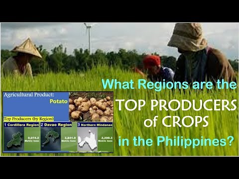 REGIONS TOP PRODUCER OF CROPS | PHILIPPINE AGRICULTURE | STATSPH VIDEOS