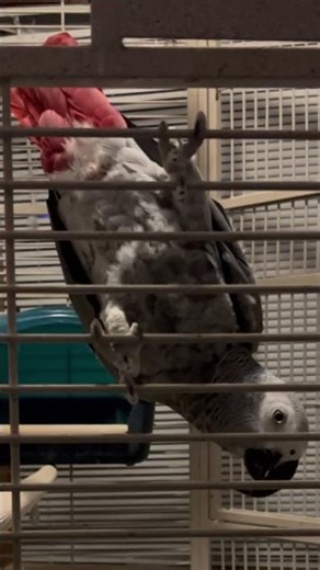 Reggie the parrot farts