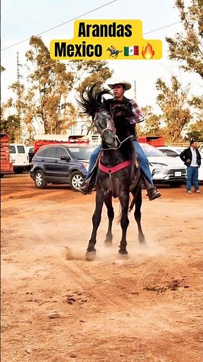 Caballo Bailador | Elegancia y Fuerza en la Expo Feria Arandas 2026 🐎🔥