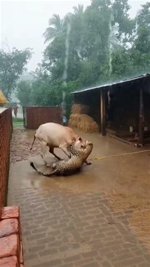 leopard attack chained cow