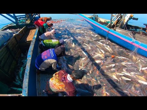 Luar biasa‼️kawanan ikan ini mengapung seperti lautan ikan