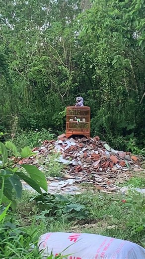 To trap blackbirds, do not use cage traps.