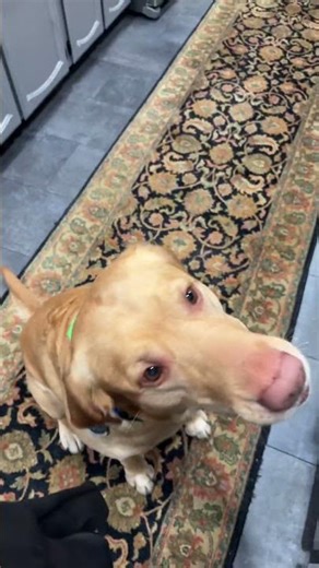 Bumble’s eating grilled chicken