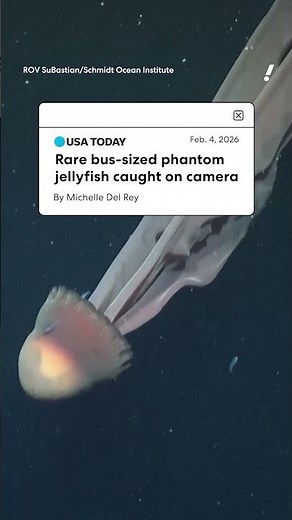 Rare bus-sized phantom jellyfish caught on camera