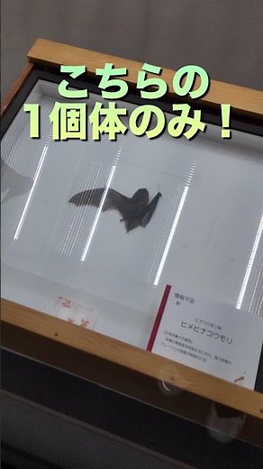 【企画展見どころ紹介】絶滅危惧種ヒメヒナコウモリ【島根県立三瓶自然館】 #サヒメル #shorts