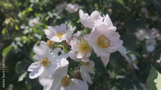 White flowers of the dog rose (Rosa canina) sway in the breeze