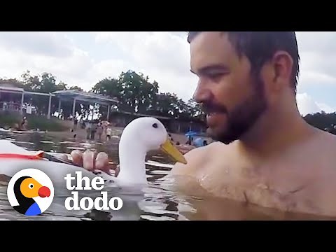 Guy Is The World's Best Duck Dad | The Dodo