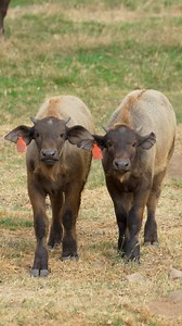 Baby (cape buffalo) boom 🍼 As you ride the Africa Tram, you may have noticed an abundance of littles running around the plains, specifically five new cape buffalo calves and counting. Despite their lanky looks, cape buffalo calves can stand within minutes of being born and start walking in the hours that follow. #babybuffs #capebuffalo #minibulldozers #sdzsafaripark | San Diego Zoo Safari Park