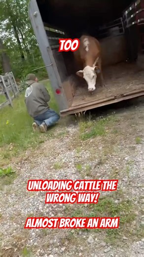 Almost broke an arm working cattle! #farmer #cow #farm #farming #cattlefarming #ranchlife #cattle