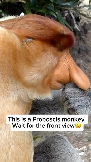Wildlife Rescuers | The proboscis monkey, native to Borneo, is easily recognized by its distinctive large nose, which is more prominent in males than females.... | Instagram