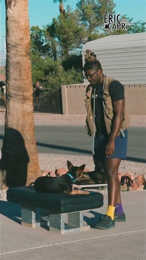 3 Days Of Training A Blue Heeler