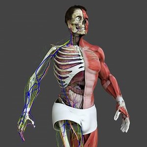 Motion Capture Male Anatomy - 3D Model by dcbittorf