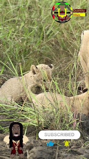 Curious Cubs with Mum #shorts, #lioncub, #natureasmr, #asmr