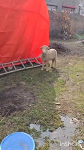 Sheep for sale/ 8178308236 #sheepfarming #vlog #animalsSound #corriedale | Land of Kashmir
