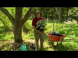 Planting in the shade | In my Garden