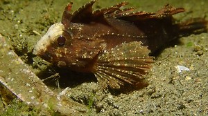 30K views · 2.4K reactions | Waspfish are masters of camouflage, often resembling dead leaves, algae, or other debris on the ocean floor. This helps them blend into their surroundings and avoid detection by predators and prey alike. #fish #ocean #wasp | Critter Hunter | Facebook