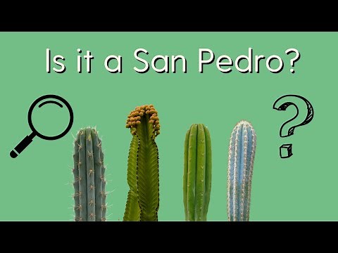 Top 5 San Pedro Cactus Imposters | How to identify a San Pedro Cactus