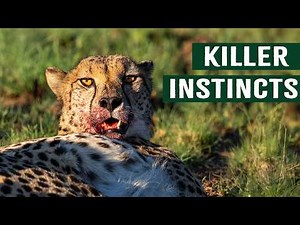 Watch Killer Predators Hunt Their Prey