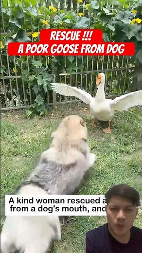 Helping an injured goose after a dog attack – animal rescue awareness #animals #animalrescue #pets