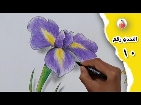 كيف نرسم زهرة السوسن بسهولة / التحدي#١٠