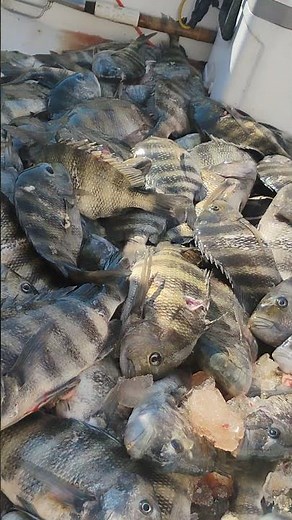 counting sheep 😁#giging